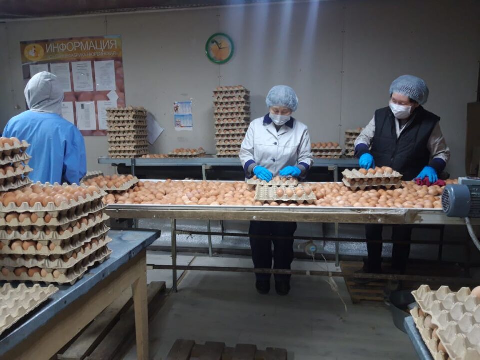 Птицефабрика яйца